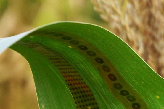 小型的石墨烯“植物紋身傳感器”可檢測農(nóng)作物用水量