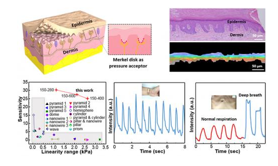 清華大學仿生石墨烯壓力傳感器課題研究取得重要進展