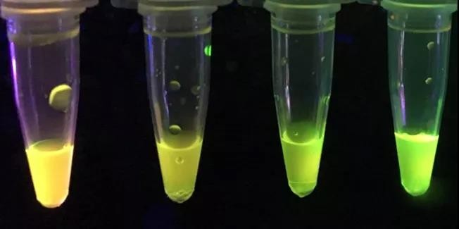 外國(guó)化學(xué)家開(kāi)發(fā)新型紙質(zhì)傳感器，可檢測(cè)強(qiáng)效神經(jīng)毒素